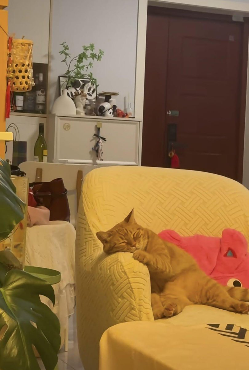 AMAZINGCATSS's tweet photo. https://t.co/RfLVfsDEqx