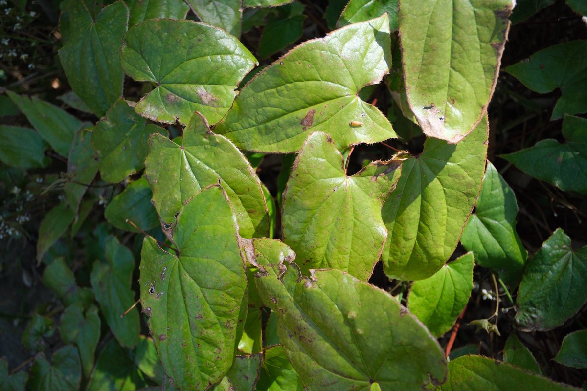 t a k a h i k o s h i m u r a tweet media