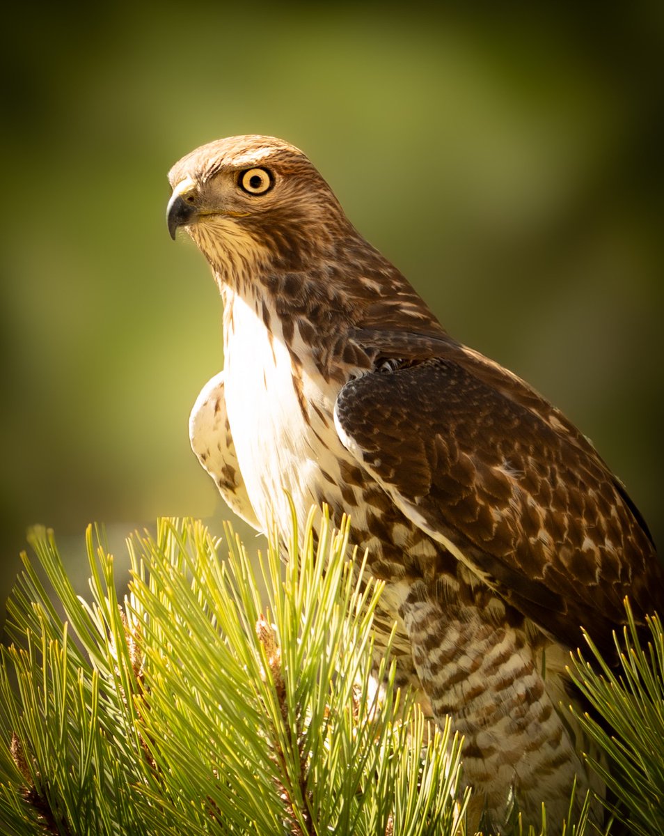 Samantha Ferrone tweet media