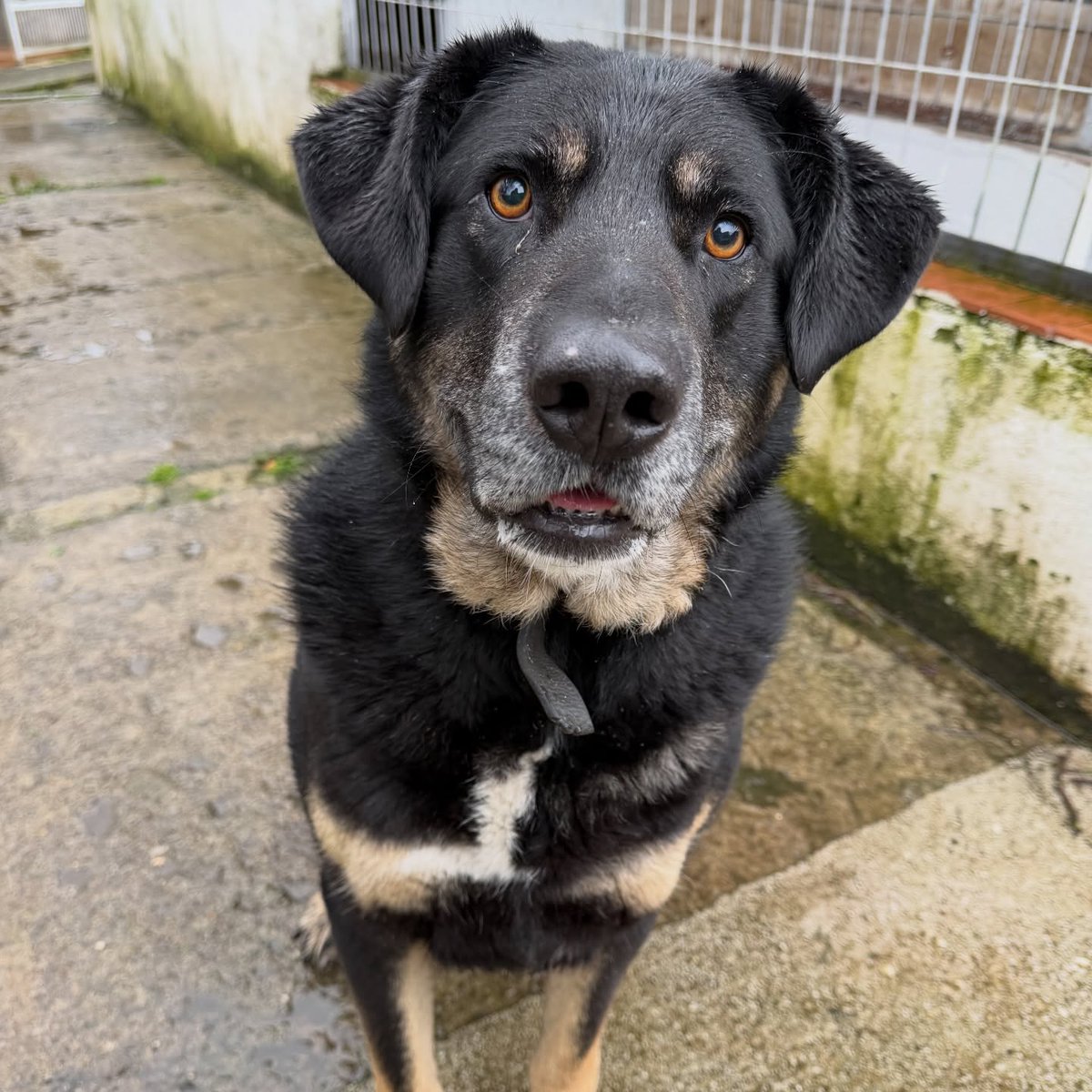 SOS Abuelos tweet media