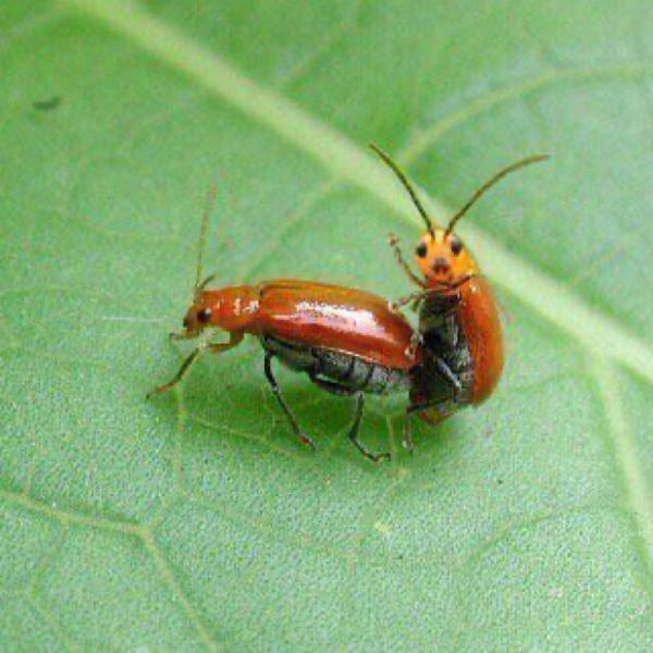 🌧️🐛io tweet media