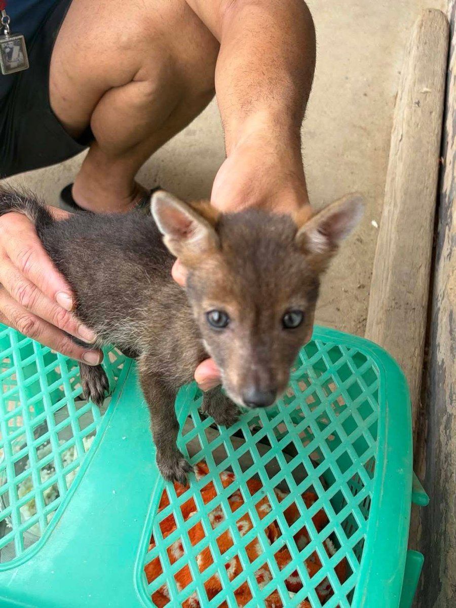 กรมอุทยานแห่งชาติ สัตว์ป่า และพันธุ์พืช tweet media