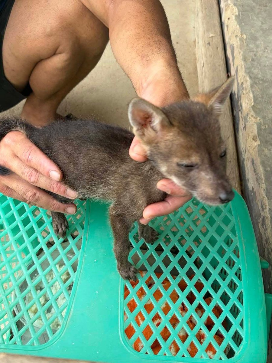 กรมอุทยานแห่งชาติ สัตว์ป่า และพันธุ์พืช tweet media