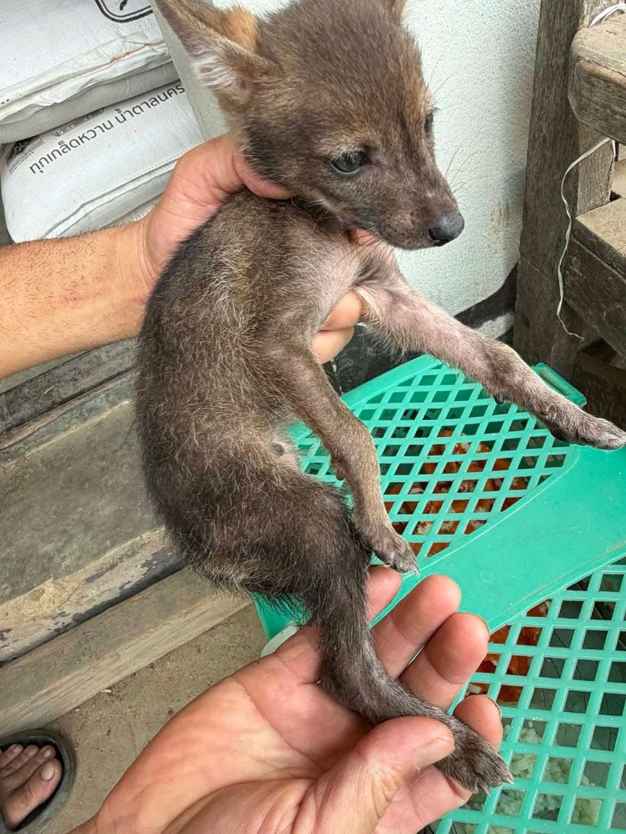 กรมอุทยานแห่งชาติ สัตว์ป่า และพันธุ์พืช tweet media