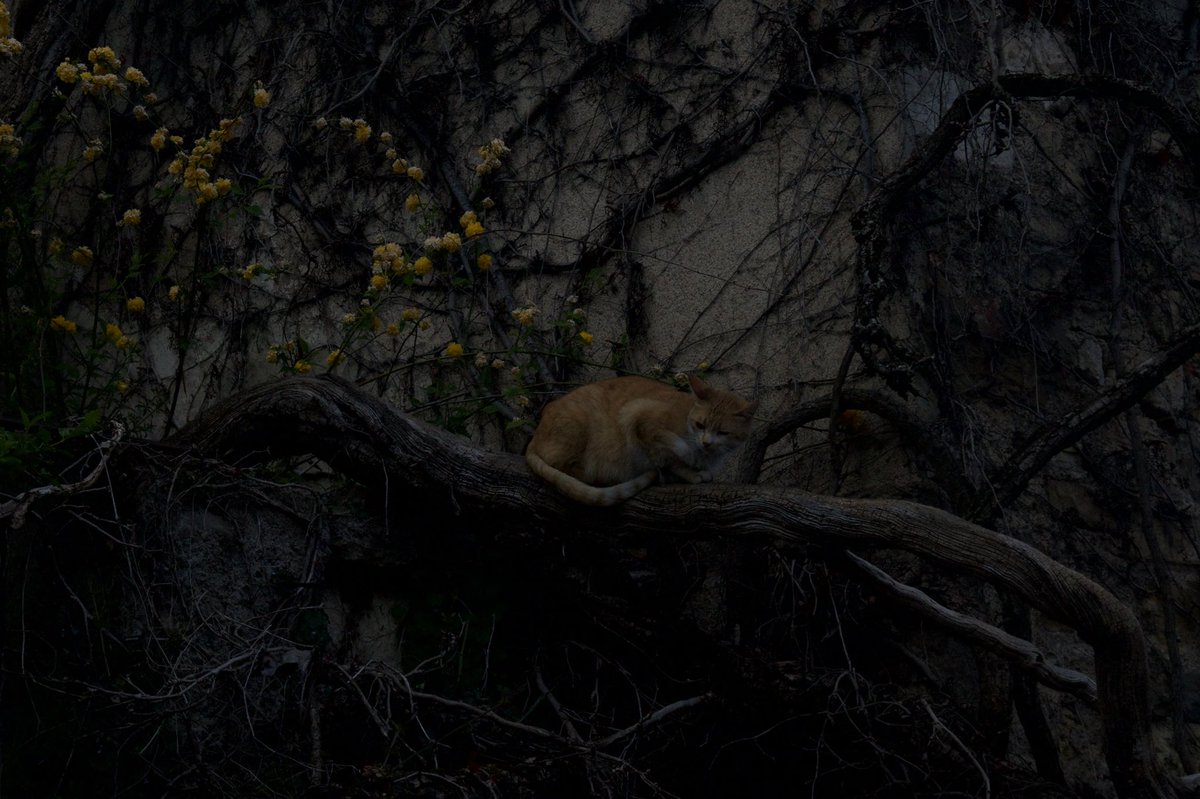 la teva catalana fav ོ☼ tweet media