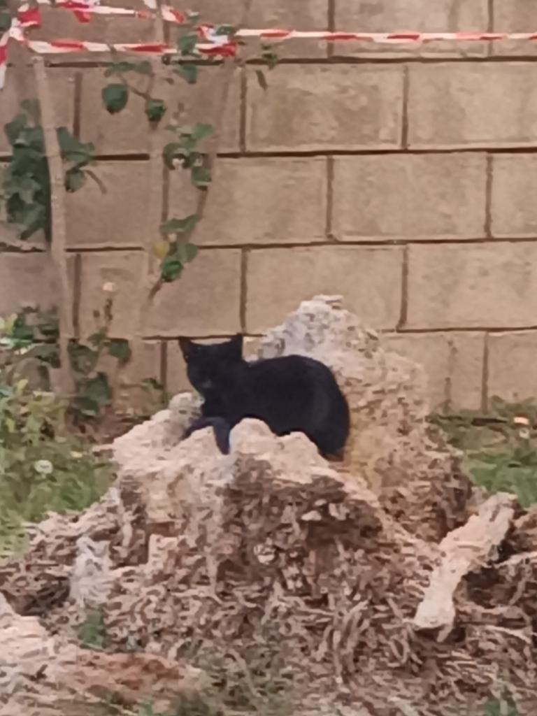 Analista Flamenco tweet media