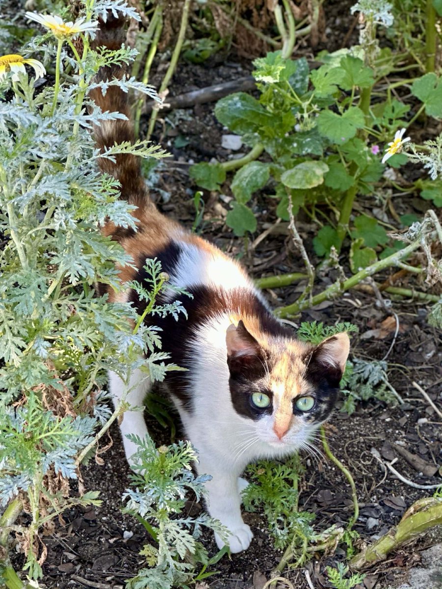 Cats of Iraklia tweet media