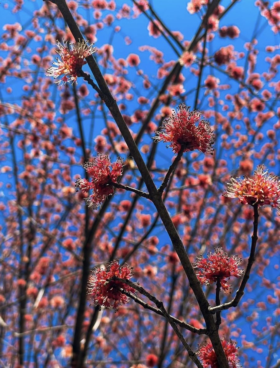 Prospect Park tweet media