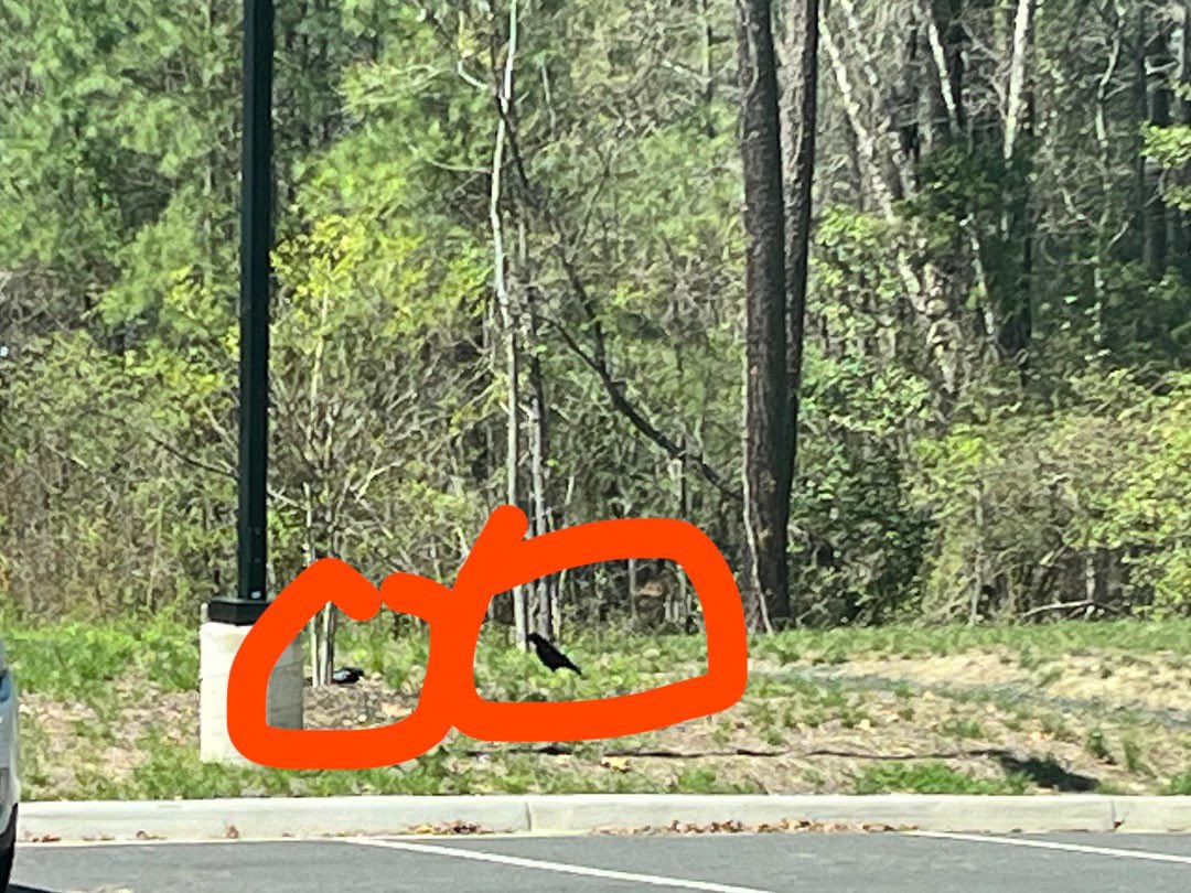 SarahEL17's tweet photo. I’m trying to make CrowBros at my work and a crow couple has been eating the food I’ve left. I’ve named the male Crowan Atkinson, and have narrowed down the possible names for the female. Should I name her…

Vicrowla Davis,
Marcrow Robbie,
Marilyn Moncrowe, or
Wicrowna Ryder? https://t.co/RUicbETKPo