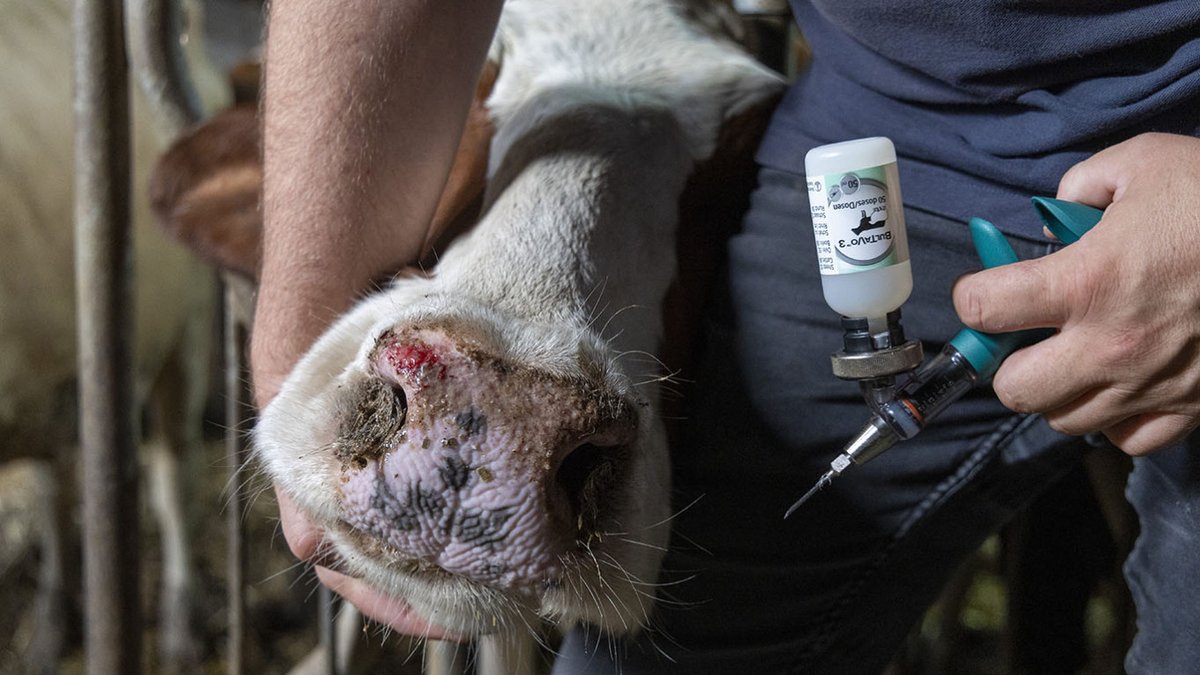 AlexandruC4 tweet media