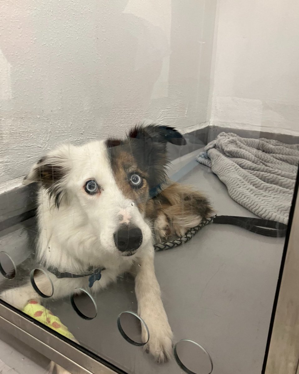 PDSA_HQ's tweet photo. Patch needed urgent treatment after eating a pack of hot cross buns 😱 

With more #Easter treats around this weekend, remember that raisins are toxic to dogs. Thanks to quick action and vet care, Patch made a full recovery ❤️‍🩹 https://t.co/3UIATP1dBZ