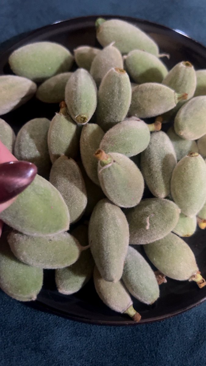 شفا القلاب (أم الهواشم)✸🇯🇴 tweet media