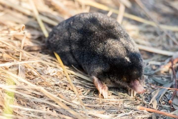 mysti 🤠 mole ΘΔ tweet media