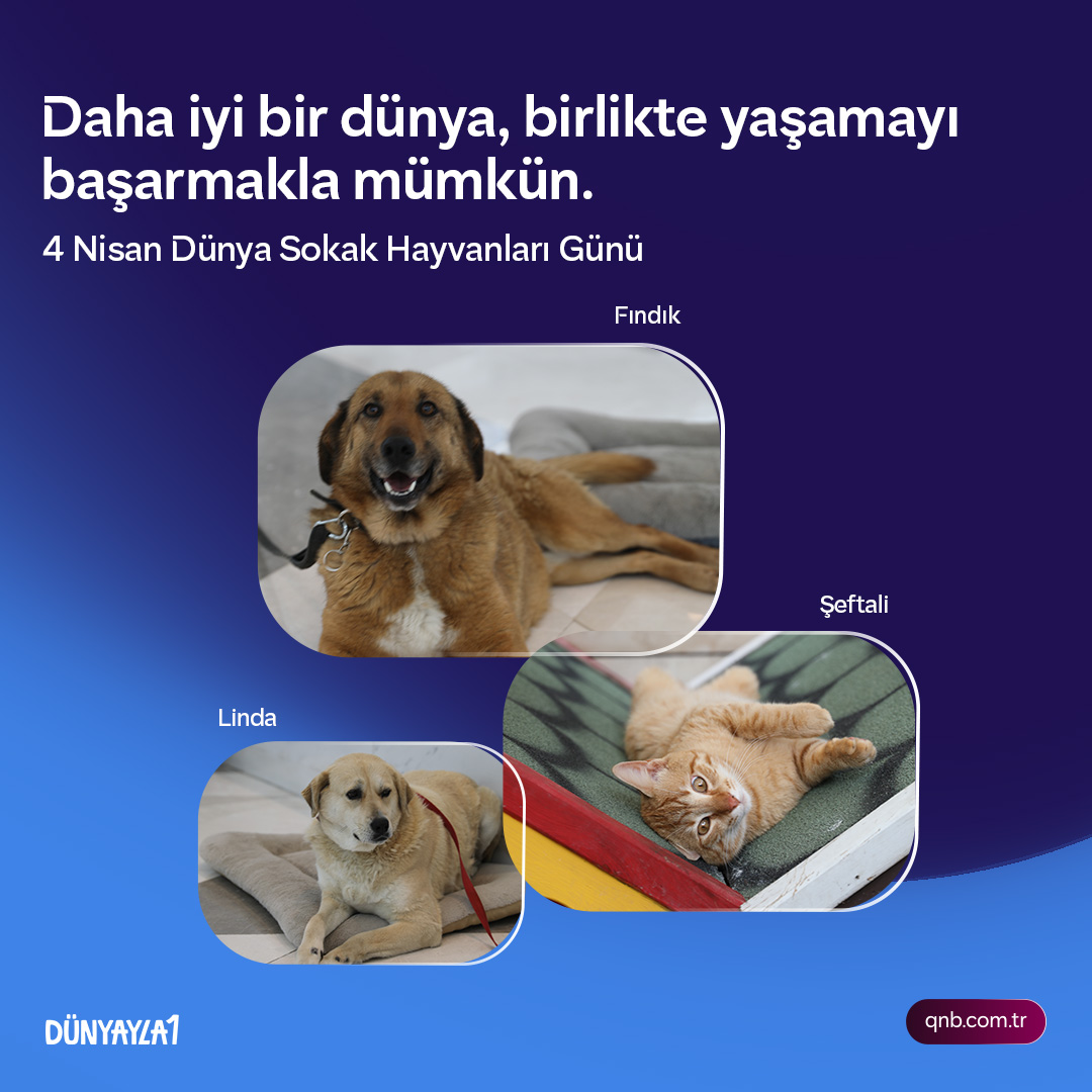 qnbtr's tweet photo. Bugün 4 Nisan Dünya Sokak Hayvanları Günü.
QNB Türkiye olarak 4 Nisan’ı yalnızca bir farkındalık günü olarak görmüyoruz. Kristal Kule’de sahiplendiğimiz ve bakımını üstlendiğimiz patili dostlarımız, ofis hayatımızın doğal bir parçası olarak her gün bizimle aynı alanı paylaşıyor.
Bu birliktelik, sorumluluk almanın ve birlikte var olmanın ne kadar doğal olduğunu her gün hatırlatıyor.
İyilik kermeslerinden barınak desteklerine uzanan çalışmalarımızla bu yaklaşımı somut adımlarla sürdürüyoruz.
4 Nisan Dünya Sokak Hayvanları Günü’nde, tüm canlıların sevgiyle kucaklandığı bir dünya dileğiyle. 🐶🐱