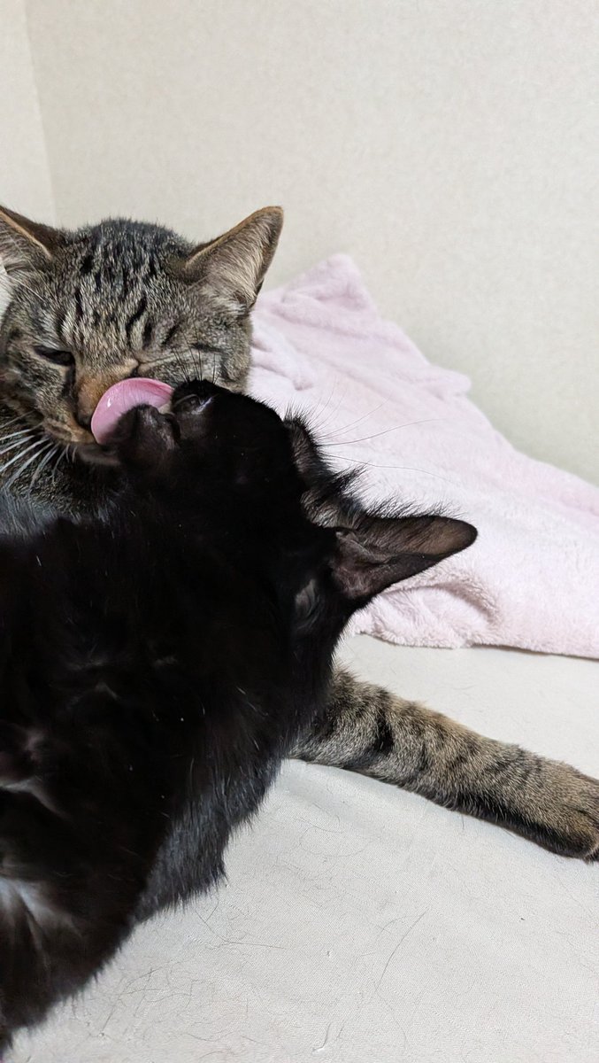 猫男爵🔞🎄🎅退院✨ tweet media