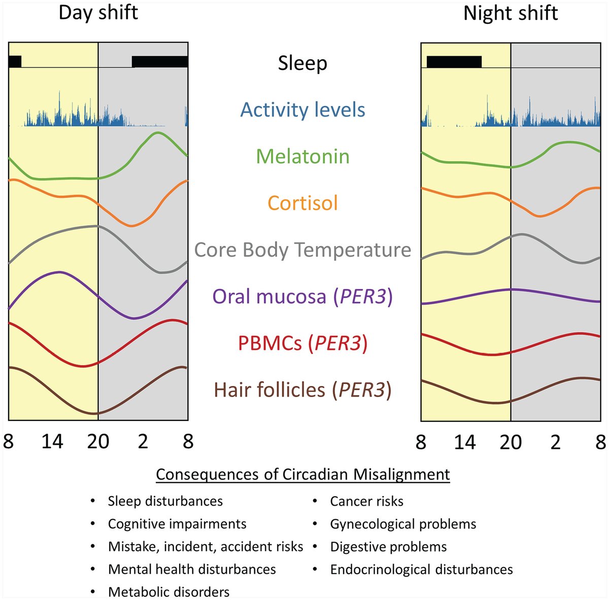 SRBR_Outreach's tweet image. Throwback to this great review: shift work chronically disrupts circadian rhythms because our internal clocks don’t fully adapt to the inverted sleep schedule and light exposure, with detrimental effects on metabolic, cardiovascular, and mental health. journals.sagepub.com/doi/10.1177/07…..