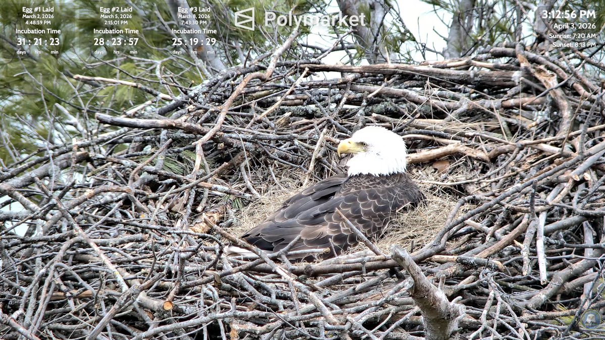 Logan Paul tweet media