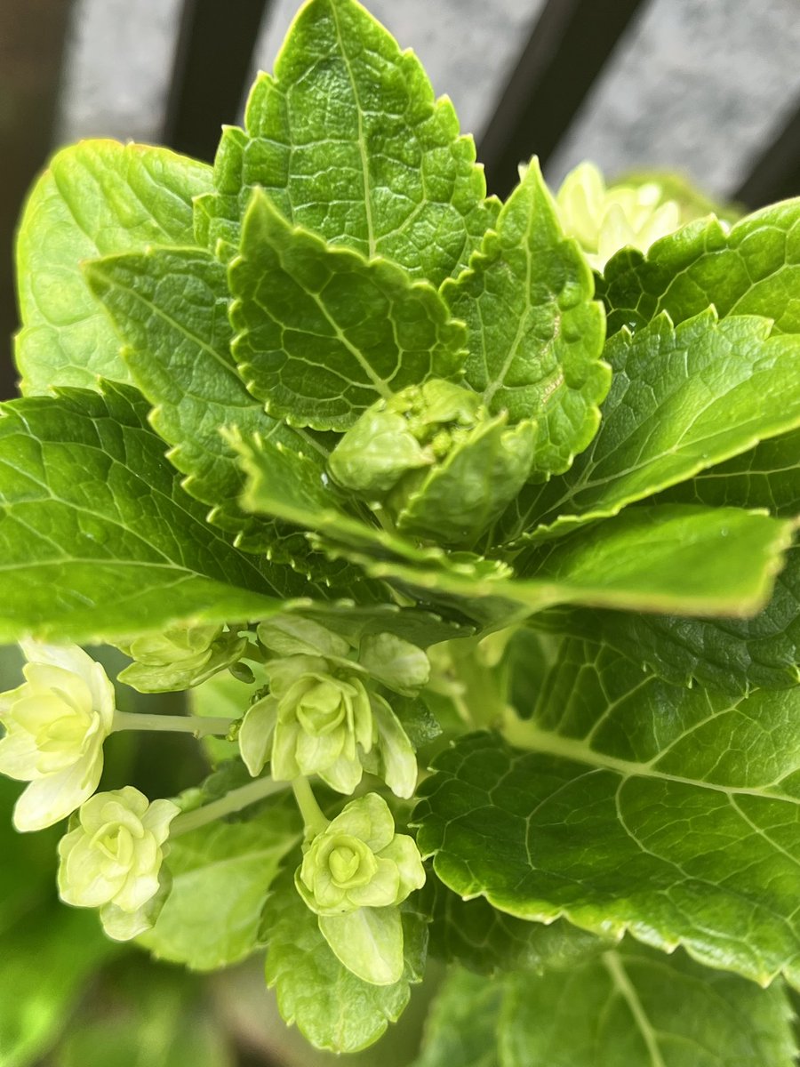 エミマー tweet media