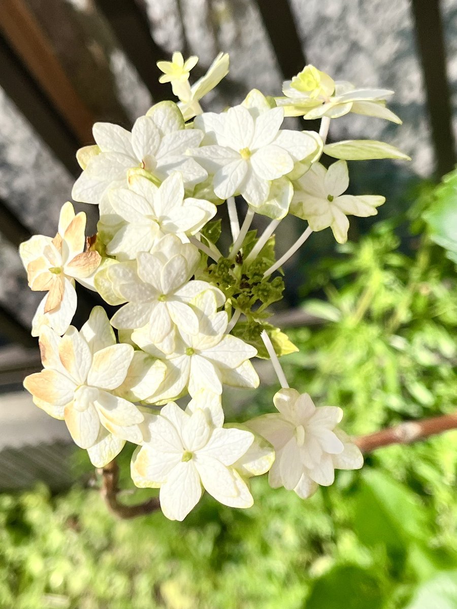 エミマー tweet media