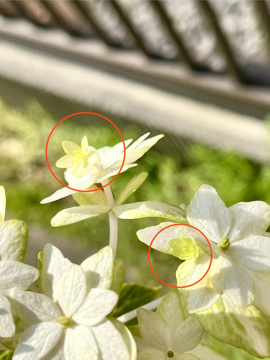 エミマー tweet media