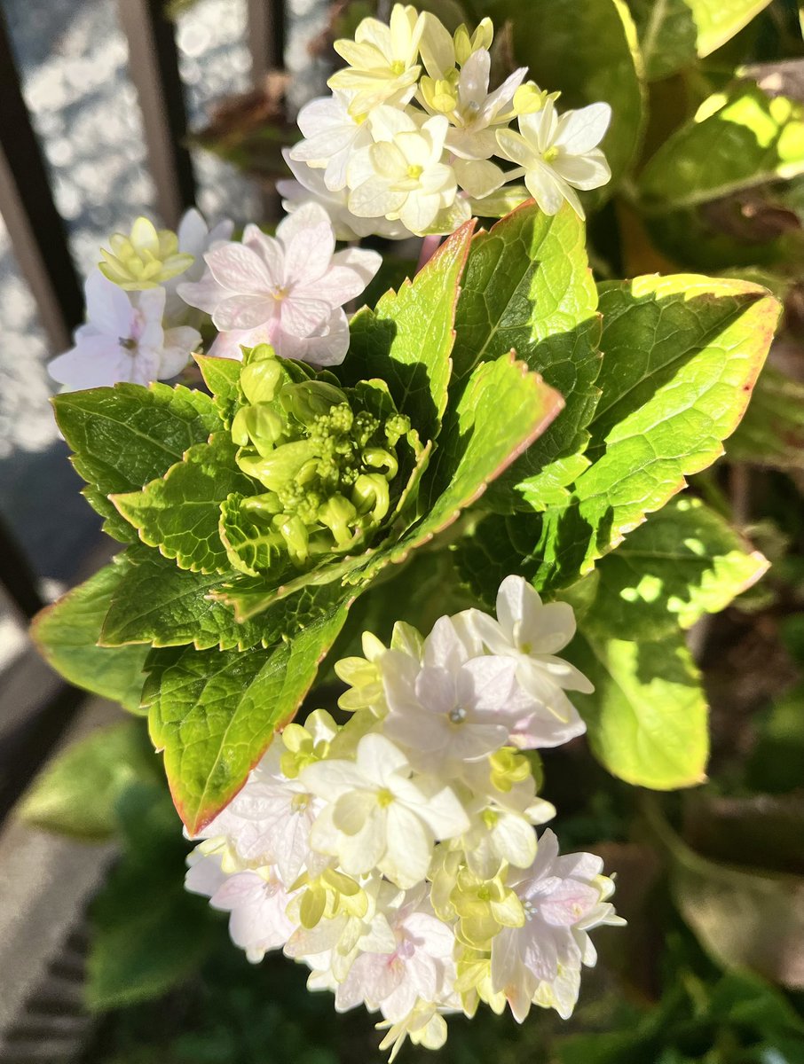 エミマー tweet media