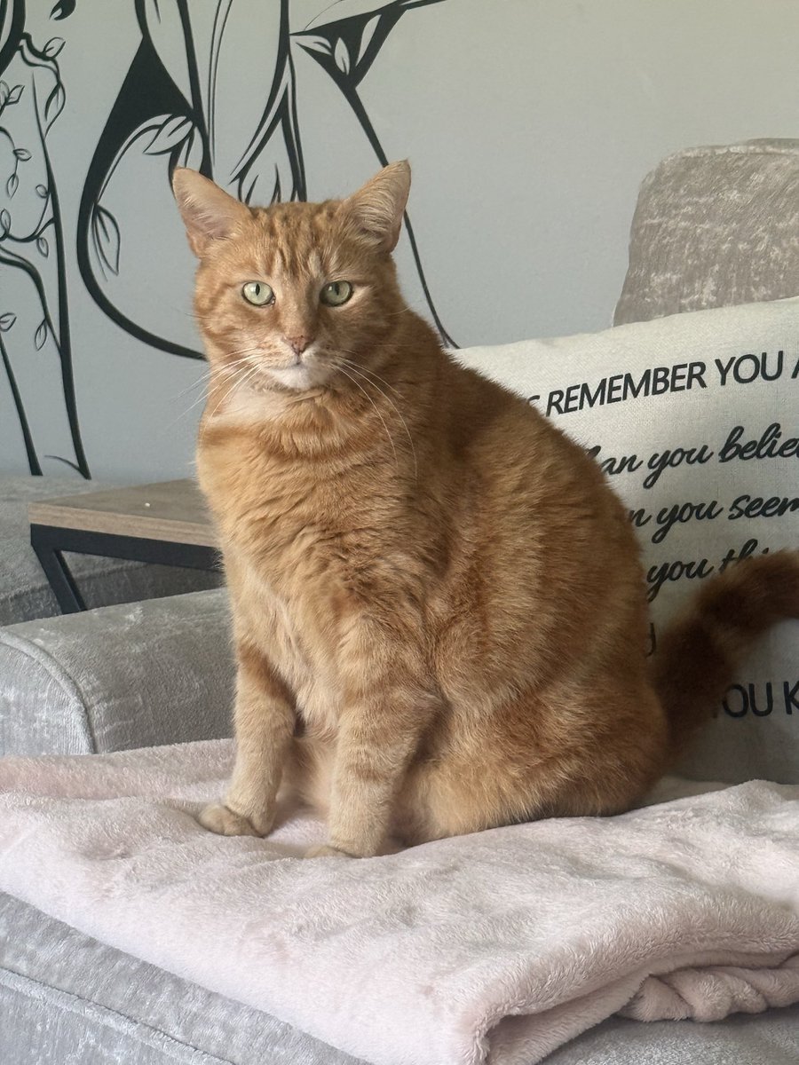 4legsover2's tweet photo. @JaneFallon Casper says hello and thanks for the update. Wishing you a speedy well x https://t.co/tbqW2Bd2JW
