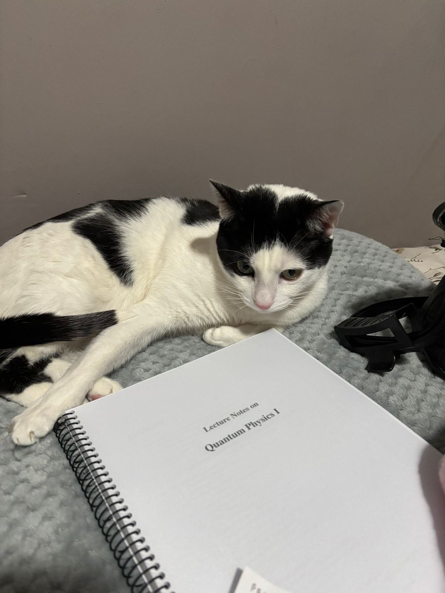 ceeliialg's tweet photo. el gato de Schrödinger https://t.co/bpAituIo7S