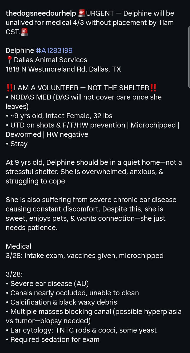 Foster a shelterpet at ZERO COST🐾 tweet media