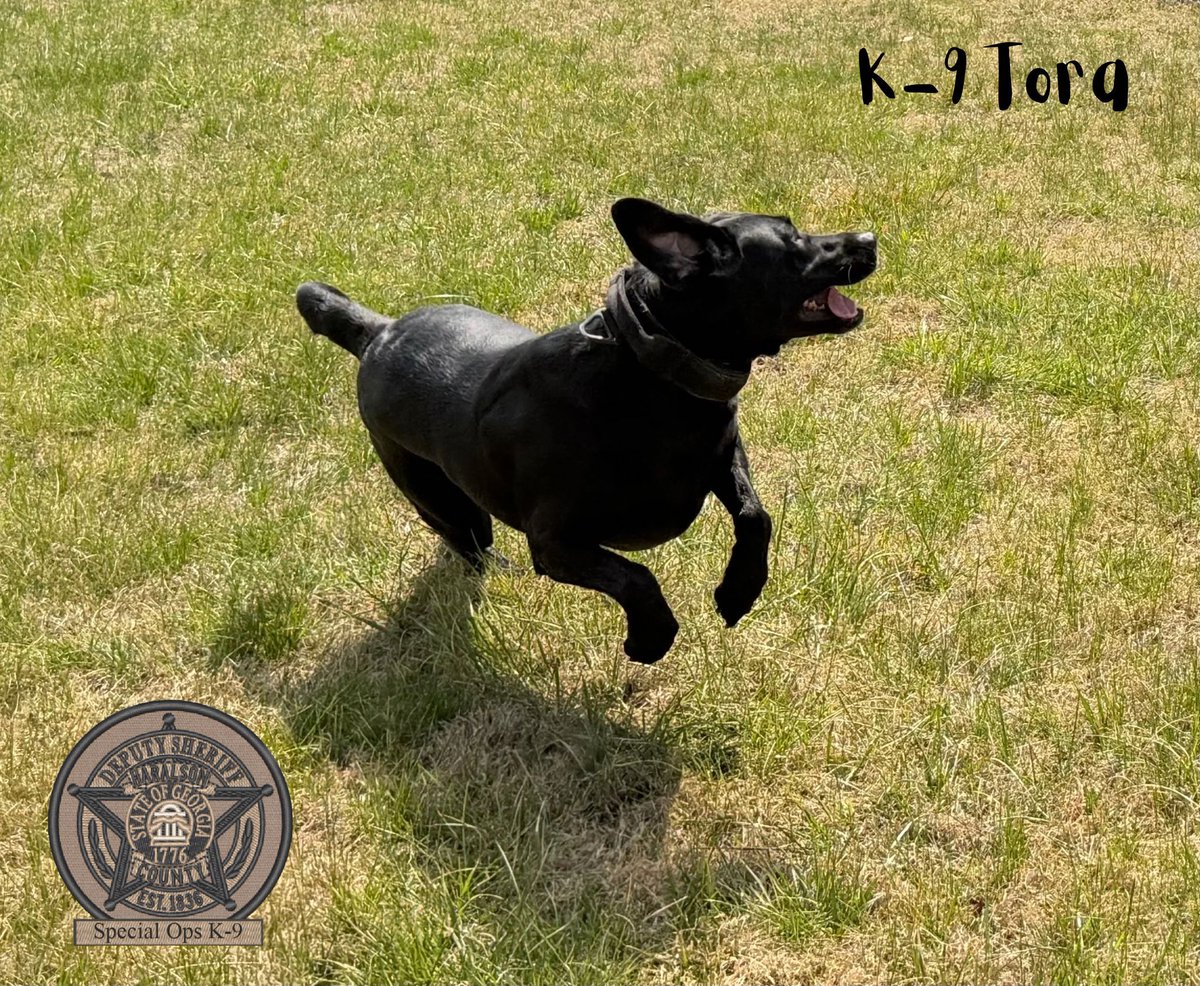 HCSOK9Division's tweet image. K-9 Tora is hopping into the weekend like…🐇

#K9Tora🐾💙
#HopsLikeABunny #EasterWeekend
#Weekend #FinallyFriday
#LabradorK9 #WorkingPup #GoodGirl
#SpecialOpsK9 #HCSOK9Division #HCSO