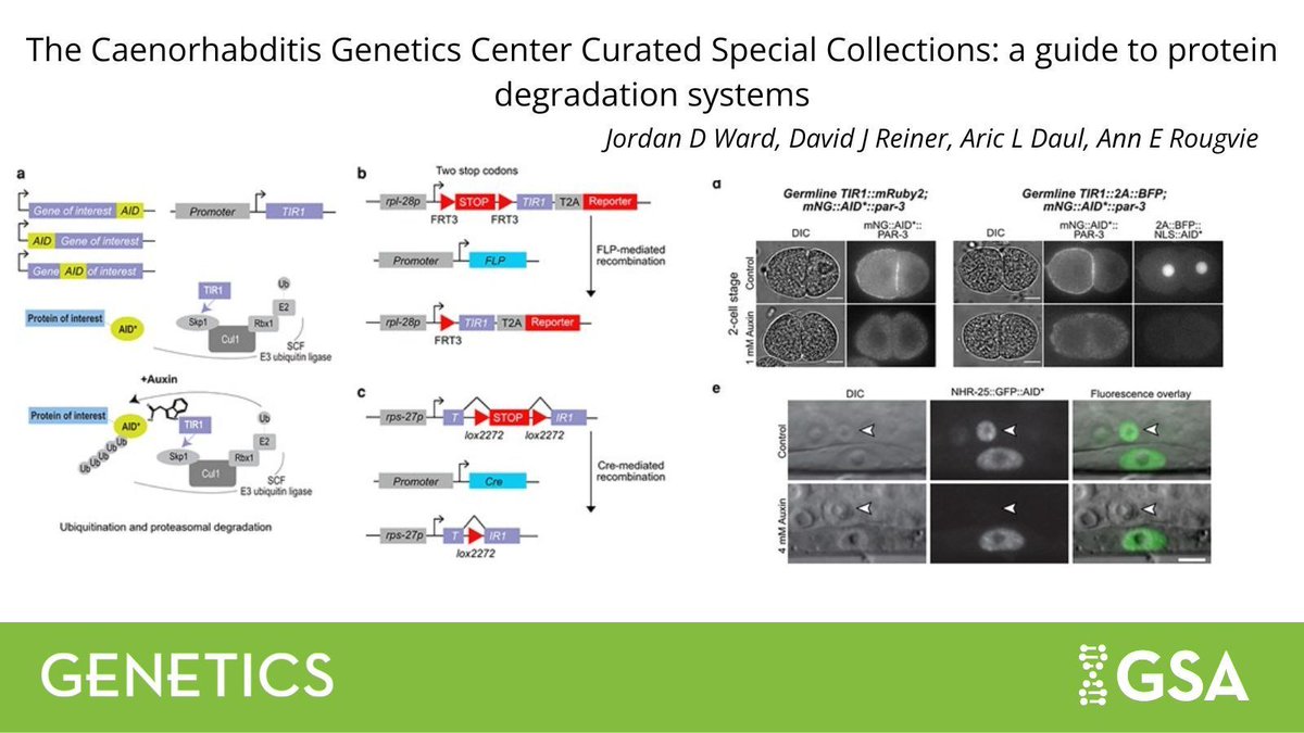 GeneticsGSA's tweet image. Check out this review in #GENETICS describing the first release in the Curated Special Collections—a curated strains collection—for #Celegans, highlighting protein degradation systems and how to achieve targeted protein deletion in #nematode #worms. buff.ly/B89Rbwz