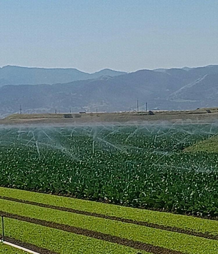 United Farm Workers tweet media