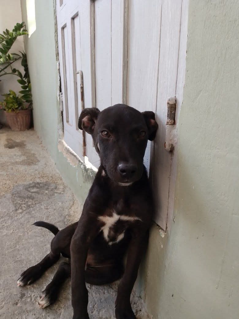 PerroUsuario Wof '•' tweet media