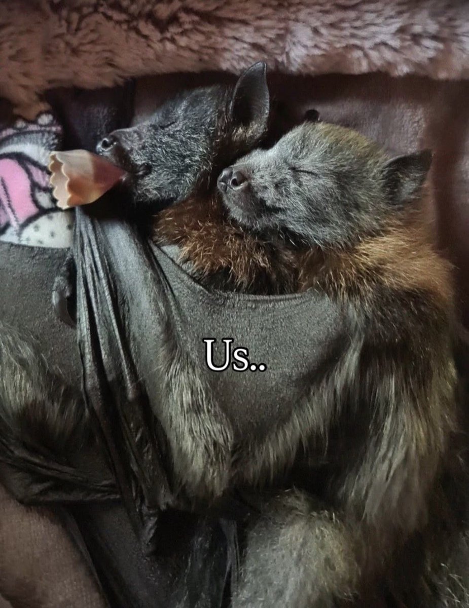 Elisabeta da Transilvânia🍷🪦 tweet media