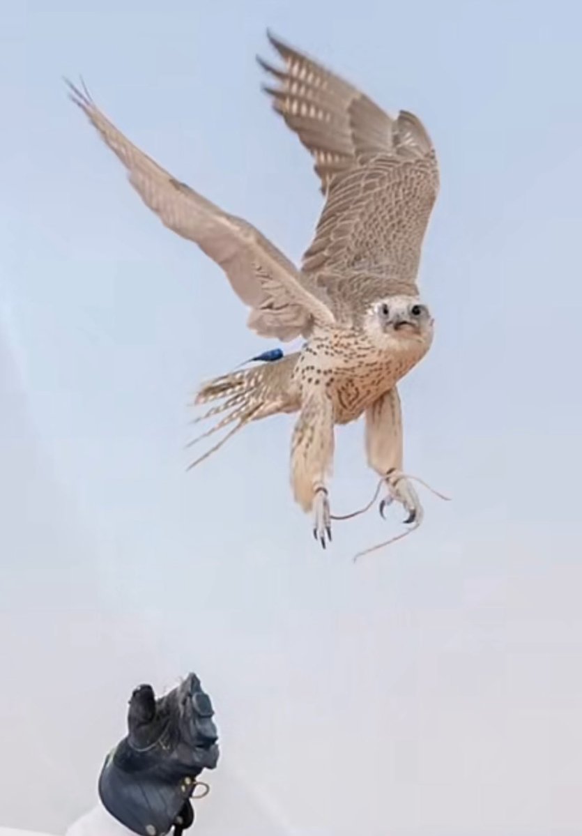 نايفه بنت سعودبن محمد الايداء tweet media