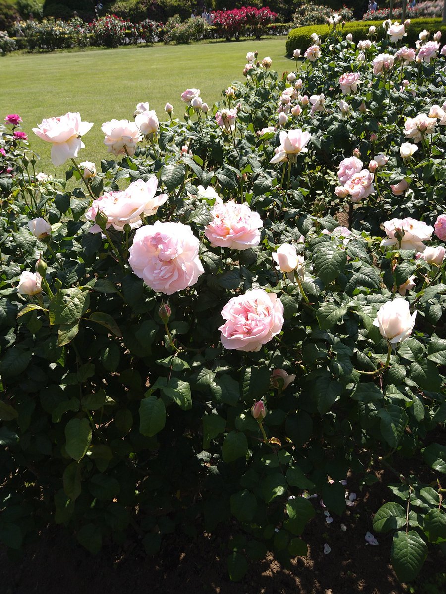 くろえる tweet media