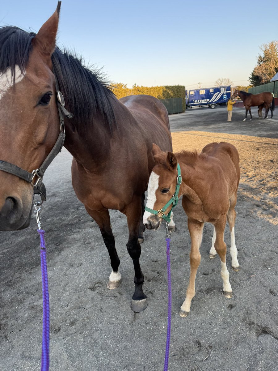 （有）アサヒ牧場 tweet media