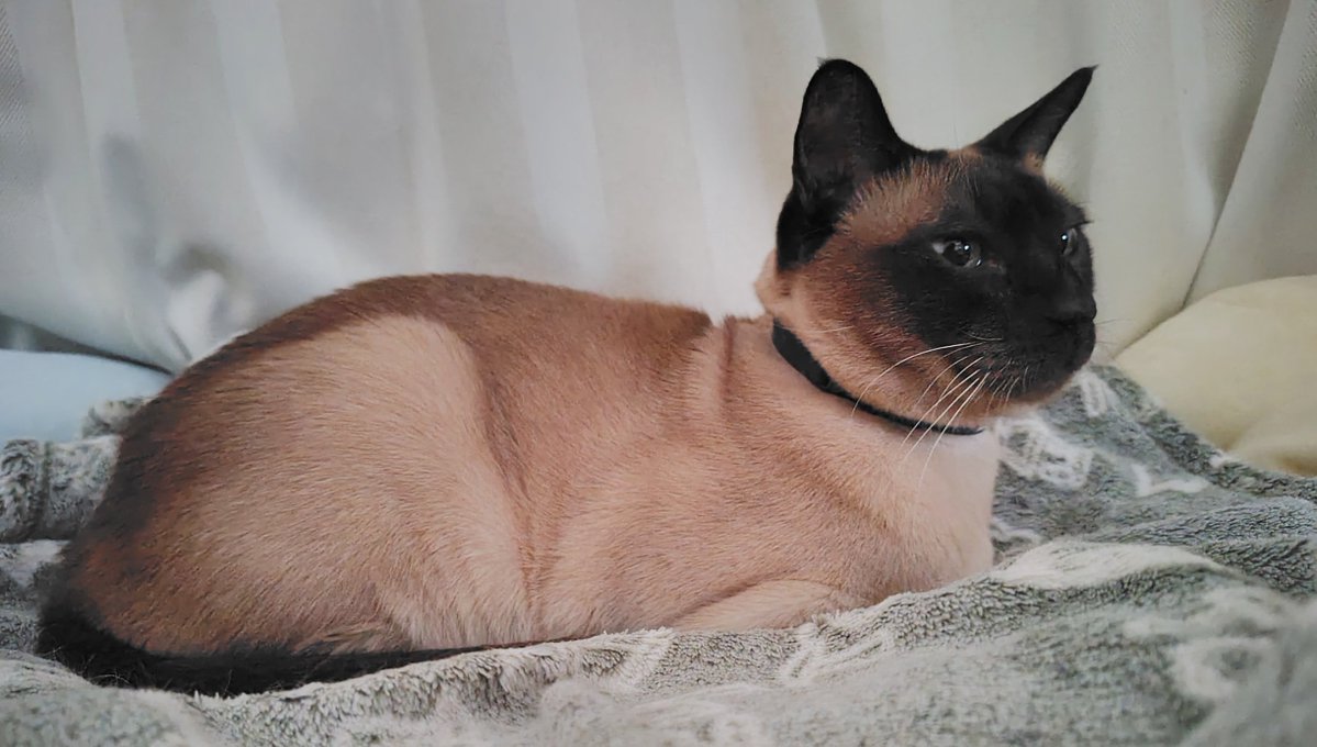 おはようございます🐾
今朝のモチモチなキスケです。