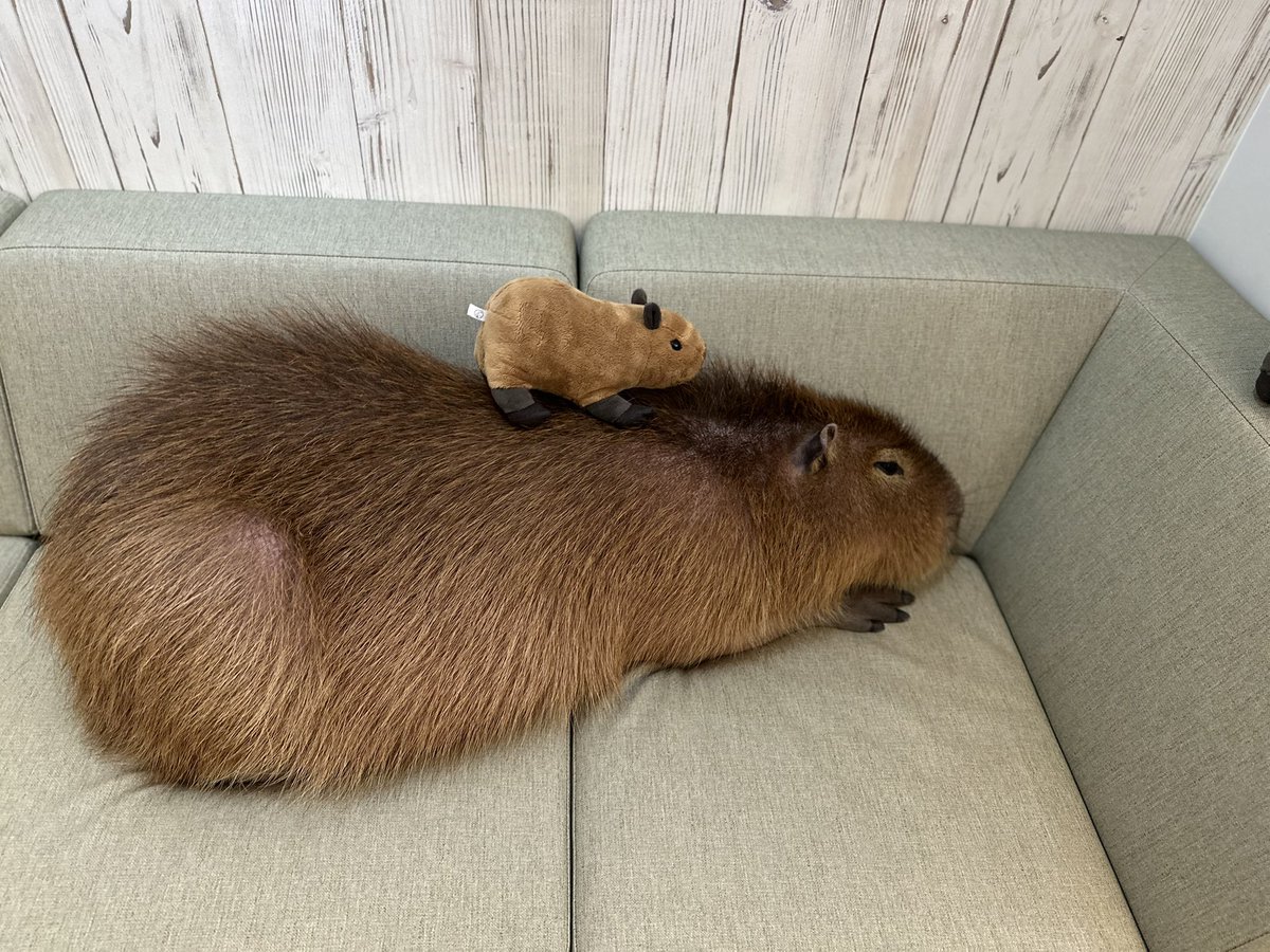 おはカピ🌤️
ボワった麦ちゃん🌾
 #カピバラ
 #cafecapyba