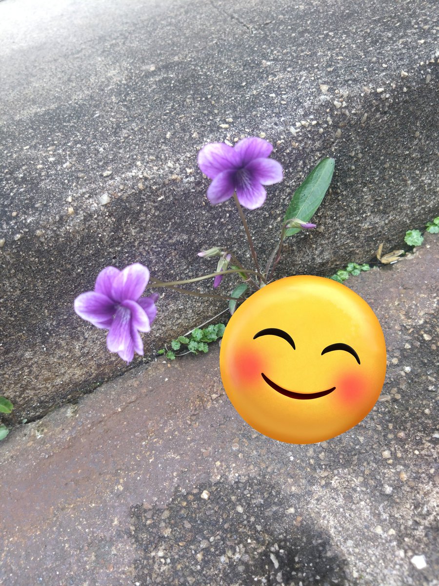 わコ｡@瀬能 晶(せのう あきら) tweet media