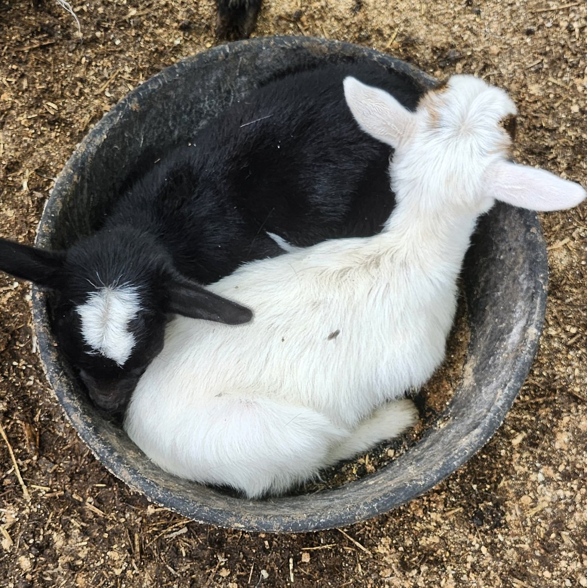 not2nutty's tweet photo. So damn cute. https://t.co/22sP3BrcvL