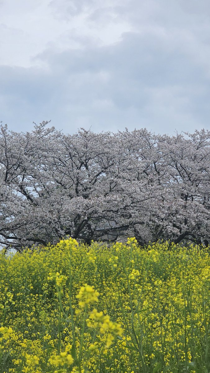 Masazon.cam tweet media