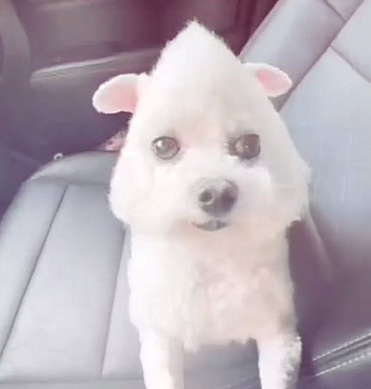 Alexei of shtwt 𐂯 tweet media