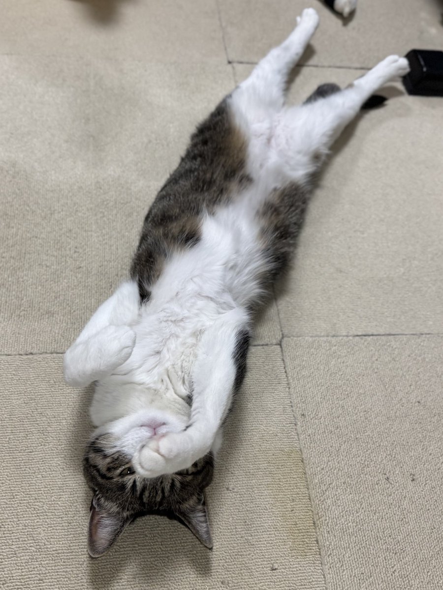 ぎんのねこ tweet media