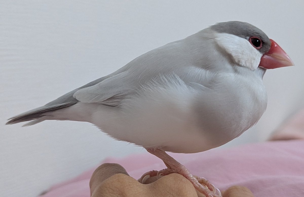 【無敵のイケメン文鳥】ブーケ🪽🌹 tweet media