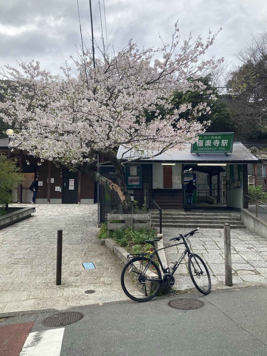 funka80's tweet photo. 今日はクロスバイクで花見ポタ。
午前7時、鶴岡八幡宮の段葛は結構人手がありました。
一方で極楽寺駅前は人が少なく、趣のある素敵な駅です。
#クロスバイク #極楽寺駅 #桜 https://t.co/n5kqECM513