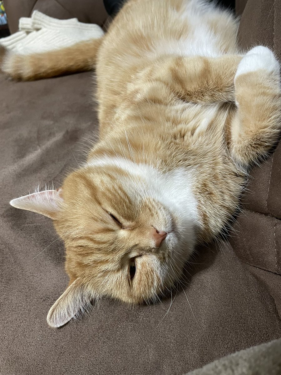 masamasa@横須賀キックス乗り⚡️ tweet media