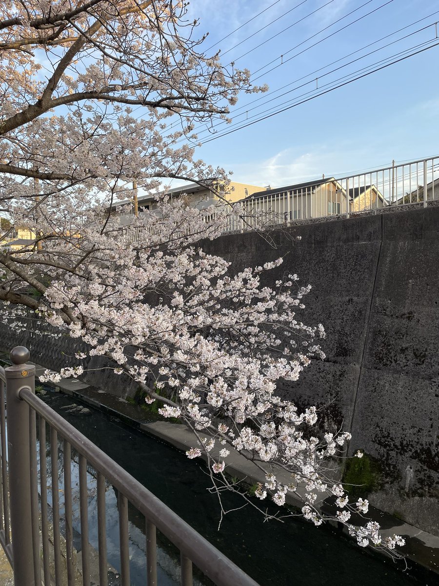 masamasa@横須賀キックス乗り⚡️ tweet media