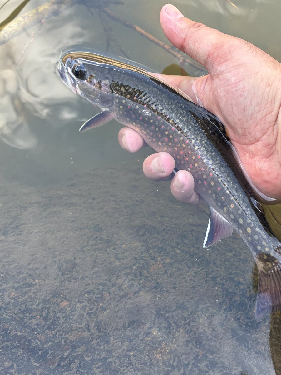 FliesBySpencer's tweet photo. It is Friday! Time to share some fish pics!
Tag @FliesBySpencer, use #FishPicsFriday, or respond to this tweet and I’ll repost your #fishpics and give you a shout out!!
Here’s a picture of my first Brookie since moving to Colorado!
#fishing #flyfishing https://t.co/zInbQOd871
