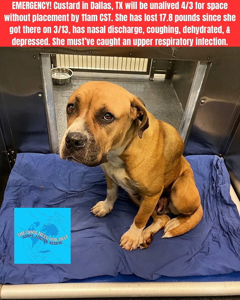 itsadogslifersq's tweet photo. CUSTARD (f) #A1281916
4yo.#bully mix #pittie #pittierescue #bullyrescue #pittielover #bullylover
She's sweet, timid, calm, friendly w/#dogs but prefers to keep to herself.
Now she's losing weight & declining in shelter. #euthlisted FRI 4️⃣/3️⃣‼
#dallas #dfw #ftworth
#foster
#adopt https://t.co/J9KGx81hFt