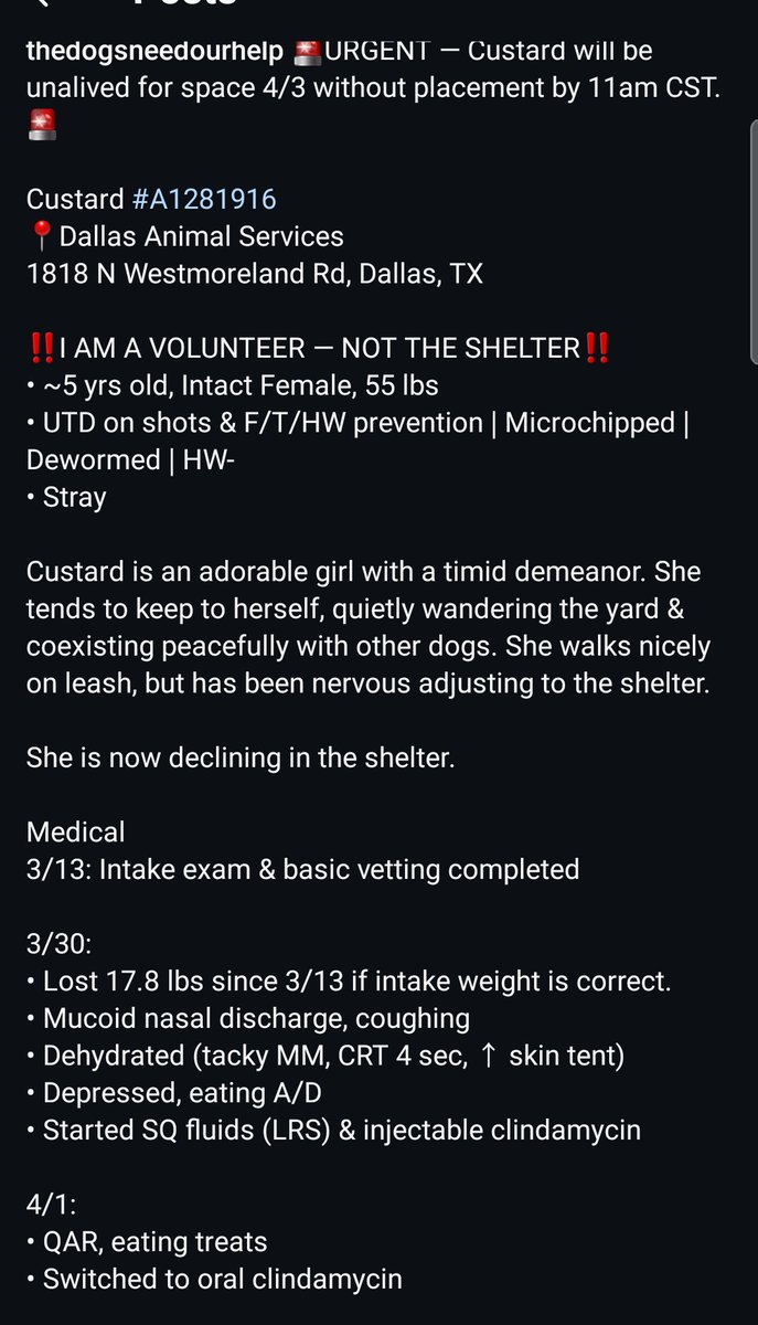 itsadogslifersq's tweet photo. CUSTARD (f) #A1281916
4yo.#bully mix #pittie #pittierescue #bullyrescue #pittielover #bullylover
She's sweet, timid, calm, friendly w/#dogs but prefers to keep to herself.
Now she's losing weight & declining in shelter. #euthlisted FRI 4️⃣/3️⃣‼
#dallas #dfw #ftworth
#foster
#adopt https://t.co/J9KGx81hFt
